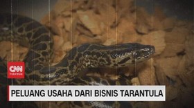 VIDEO: Laba dari Hewan Berbisa