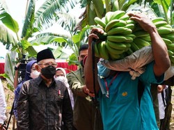 Maruf Amin: Makan 2 Pisang Tak Perlu Makan Nasi