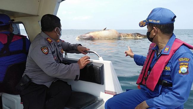 Bangkai paus sepanjang 20 meter ditemukan di Sampang dalam kondisi busuk dan diperkirakan mati sejak satu bulan lalu.