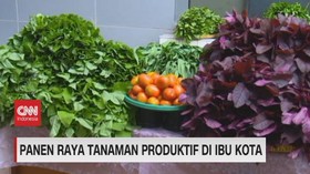 VIDEO: Panen Raya Tanaman Produktif di Ibu Kota