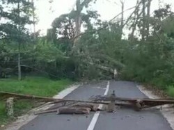 Pohon Beringin Tumbang Halangi Jalan di Toraja 3 Hari Lamanya, Kenapa?
