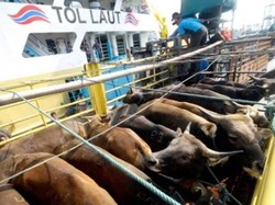 Cegah Tertular Penyakit Mulut dan Kuku, Sapi Kurban Dikirim via Tol Laut