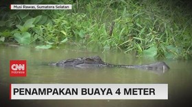VIDEO: Hidup Dengan Belasan Ular, Buaya 4 Meter Muncul
