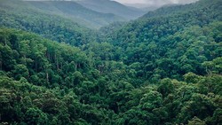 img-title Viral Hutan Amazon Susut hingga Hilang Seluas Jerman dan Prancis
