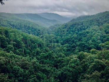 Viral Hutan Amazon Susut hingga Hilang Seluas Jerman dan Prancis