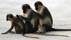 Mungkinkah Manusia Bisa Punya Ekor Seperti Kera?