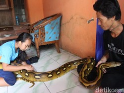 Sangar, Pasutri di Jombang Ini Hobi Pelihara Ular Sanca Sebesar Paha