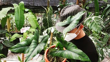 MULAI UNTUNG BERKAT TANAMAN HIAS