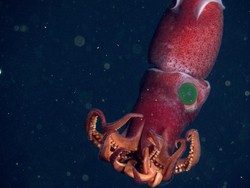 Cumi-cumi Bermata Alien Ditemukan di Amerika