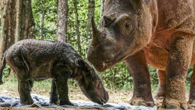 Fotografer Asing Ungkap Dilarang Foto Badak di Indonesia oleh KLHK