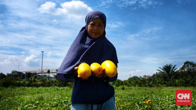 FOTO: Panen Raya Timun Suri di Awal Ramadan 1443 H