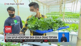 VIDEO: Cuan Sayur Hidroponik Bikin Semua Orang Tertarik