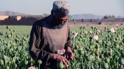 Opium Afghanistan Merajalela di Rezim Taliban
