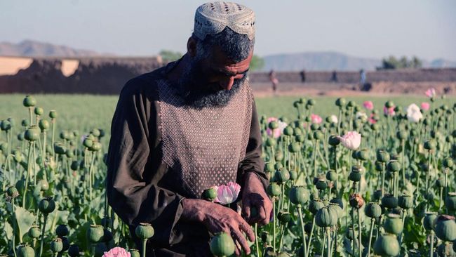 Jumlah budidaya opium di Afghanistan meningkat pesat sejak rezim Taliban mengambil alih kekuasaan pada Agustus 2021 lalu.