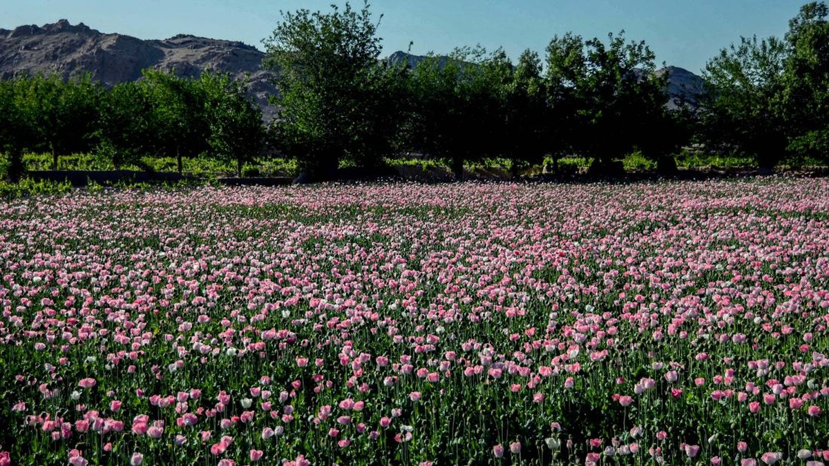 FOTO: Harum Kebun Opium Afghanistan yang Kini Dilarang Taliban