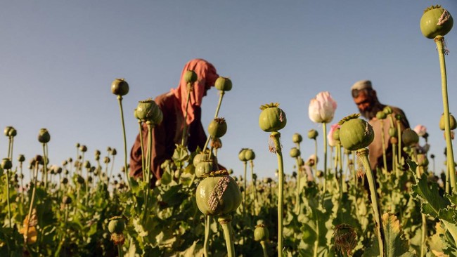 Taliban dilaporkan telah memusnahkan sebagian besar produksi opium Afghanistan dalam kurun waktu satu tahun.