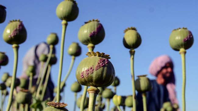 FOTO: Harum Kebun Opium Afghanistan yang Kini Dilarang Taliban