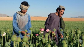 FOTO: Harum Kebun Opium Afghanistan yang Kini Dilarang Taliban