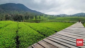 Healing di Tengah 'Permadani Hijau' Kebun Teh Pangalengan