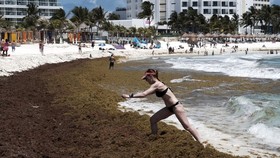 FOTO: Rumput Laut Jadi 'Sabuk' Raksasa di Meksiko, Dipicu Limbah Kota