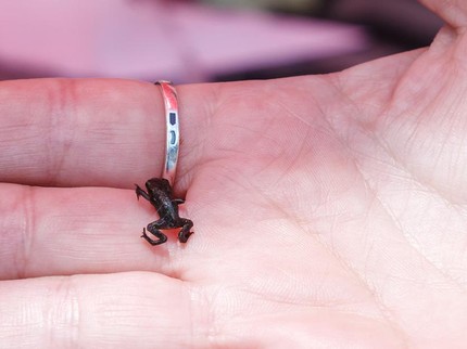 10 Hewan Vertebrata Terkecil di Dunia, Seru Dibahas Bareng Si Kecil
