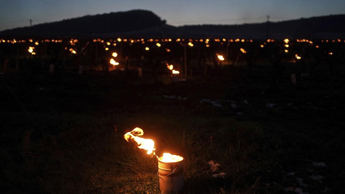 FOTO: Peluk Hangat Lilin pada Kebun Anggur dari Hawa Dingin