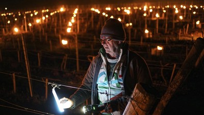 img-title FOTO: Peluk Hangat Lilin pada Kebun Anggur dari Hawa Dingin