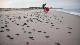 Beragam Ancaman Kepung Pantai Peneluran Penyu Terpanjang di RI