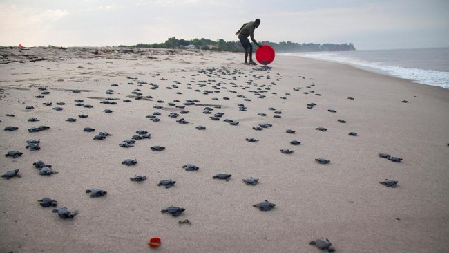 Pantai Paloh di Kalimantan dikenal sebagai pantai peneluran penyu terpanjang di Tanah Air. Namun eksistensinya dikepung beragam ancaman.