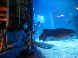 Liburan Sekolah Nanti, Ada yang Baru di Jakarta Aquarium