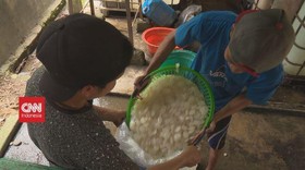 VIDEO: Usaha Kolang-Kaling Membawa Berkah Ramadan