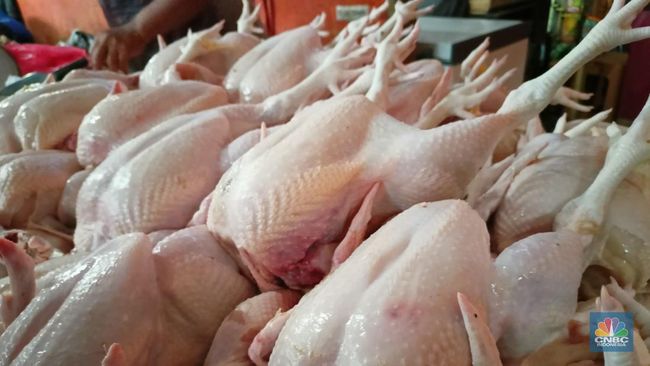 Siap-Siap! Peternak Warning Harga Daging Ayam Siap Nanjak
