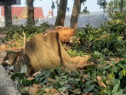Demi Kelompok Sepatu Roda, Diskominfotik Riau Tebang Pohon Besar