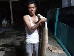 Heboh Ikan Pelus Jumbo 12 Kg di Sungai Serayu Banjarnegara