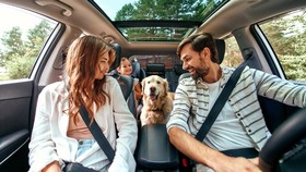 7 Tips Bawa Hewan Peliharaan saat Mudik atau Traveling