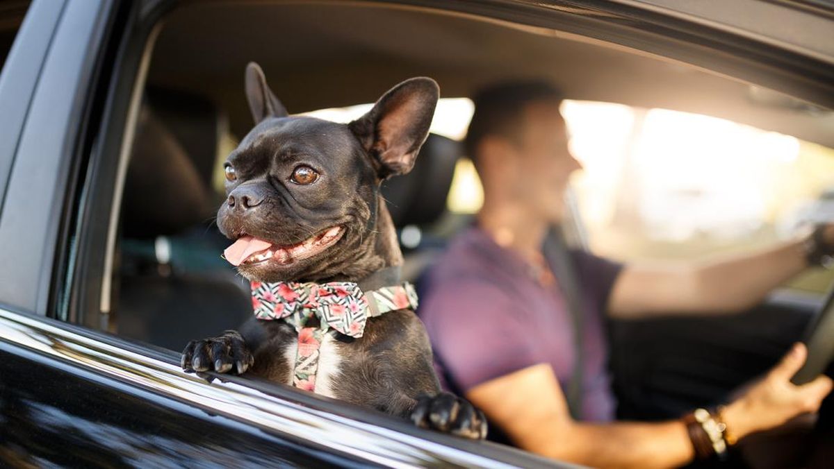 Berkendara Sambil Bawa Anabul di Inggris Bakal Kena Denda Rp109 Juta