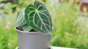 JENIS-JENIS ANTHURIUM LAINNYA