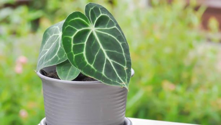 Anthurium adalah pilihan tanaman hias yang tepat jika Bunda ingin yang mudah dirawat. Jenisnya juga banyak. Simak di sini yuk rekomendasinya.