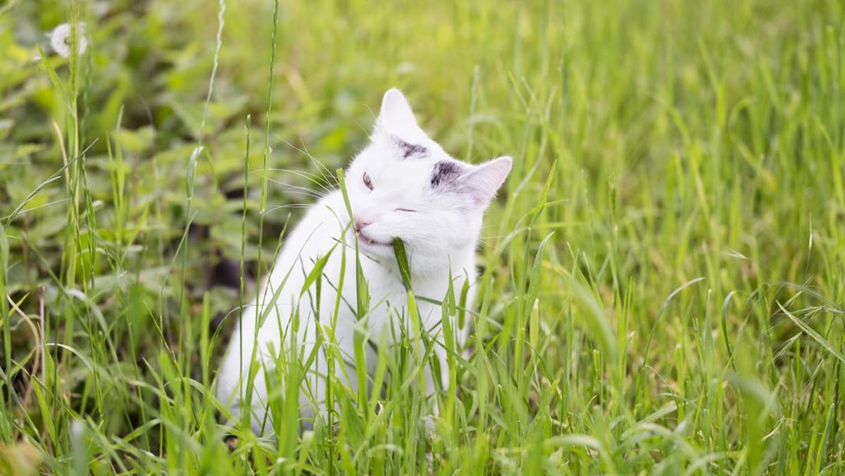 Ini 5 Alasan Kucing Liar Sering Buang Air di Halaman Rumahmu
