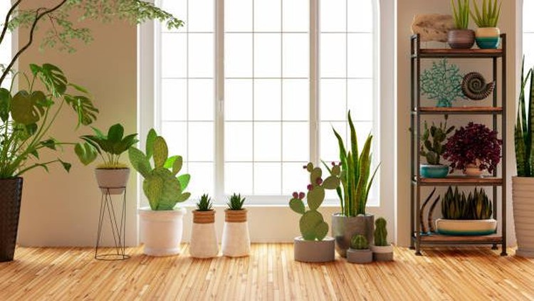 CARA MENATA TANAMAN HIAS DI RUMAH LAINNYA Menata tanaman hias diperlukan untuk membuat tanaman hias berfungsi dengan baik sebagai tambahan estetika ruangan. Cek cara menata tanaman hias yuk, Bunda.