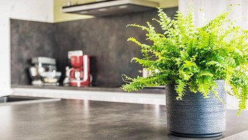 TIPS MENANAM TUMBUHAN PAKU DI RUMAH
