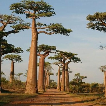 Ribuan Jiwa Manusia Hilang di Balik Keindahan Pohon Baobab Madagascar