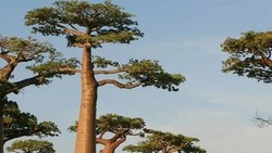 Ribuan Jiwa Manusia Hilang di Balik Keindahan Pohon Baobab Madagascar