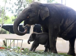 Gemas! Gajah Sumatera di Bali Zoo Lahirkan Anak Pertama