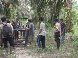 Harimau Dievakuasi dari Habitatnya Usai Masuk Kampung