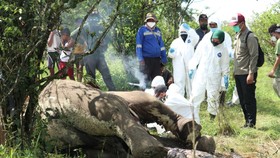 Gajah Sumatera Mati dengan Luka Tusuk di Langkat Sumut