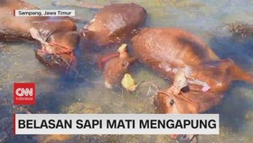 VIDEO: Belasan Sapi Mati Mengapung