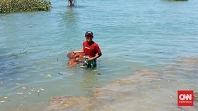 Warga Sampang Geger Temukan Puluhan Bangkai Sapi Mengambang di Laut