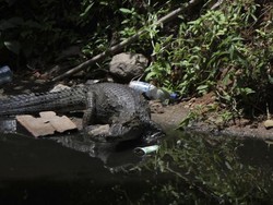 Ngeri! Buaya-Ular Mendadak Bermunculan di Jalan-jalan Rio de Janeiro