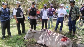 Harimau Sumatra Masuk Perkebunan Sawit di Simalungun, Terkam 2 Ternak